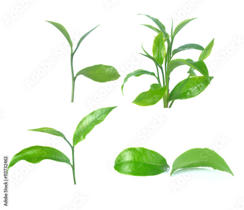 Set of green tea leaf isolated on white background