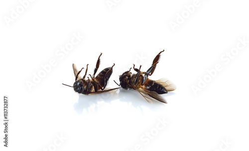 Dead bees on a white background