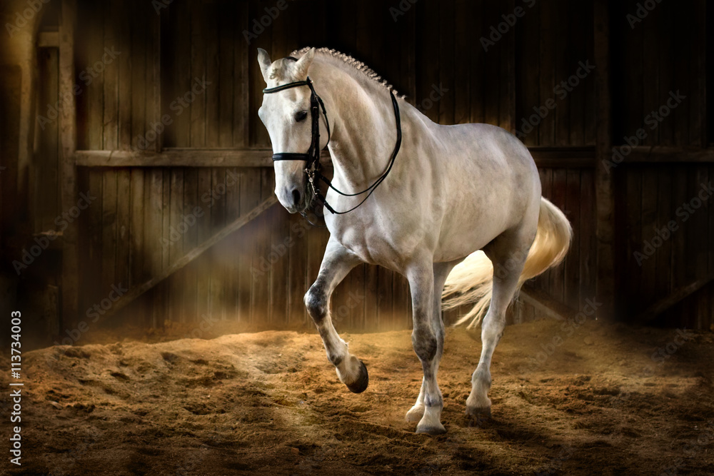 Naklejka premium Biały koń robi piaff ujeżdżeniowy w ciemnej ujeżdżalni z pyłem piasku