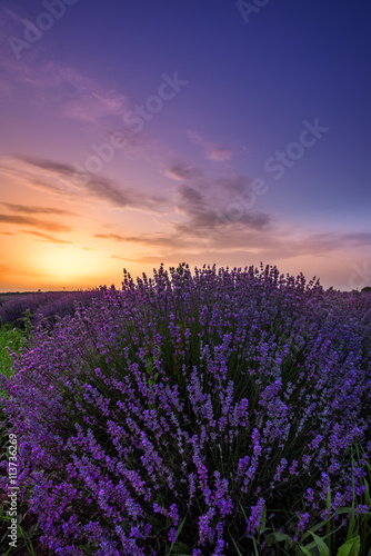 Lavender flowers blooming field  on sunset.