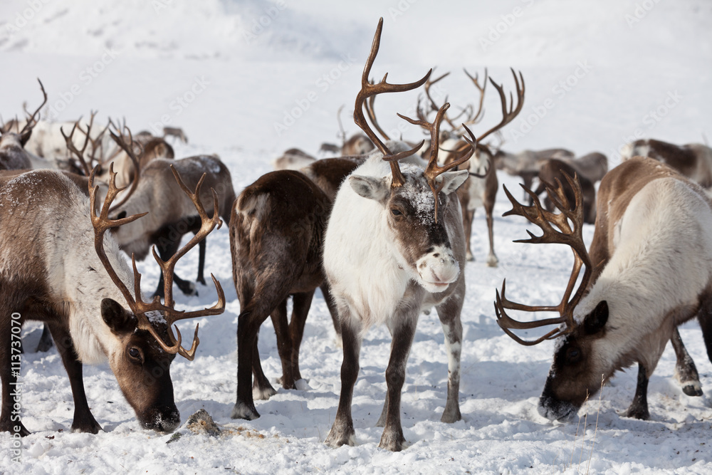 Fototapeta premium Group of caribou