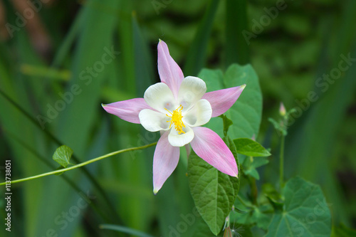 Delicate flower of Columbine - Aquilegia