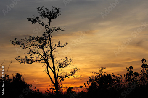 sunset sky with tree in front background in Thailand © shankly007