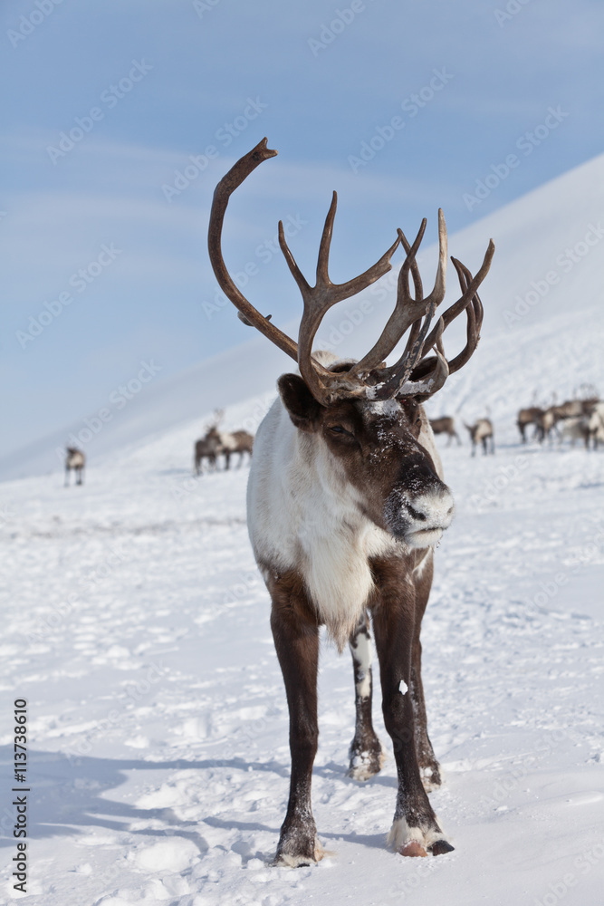 Naklejka premium Group of caribou