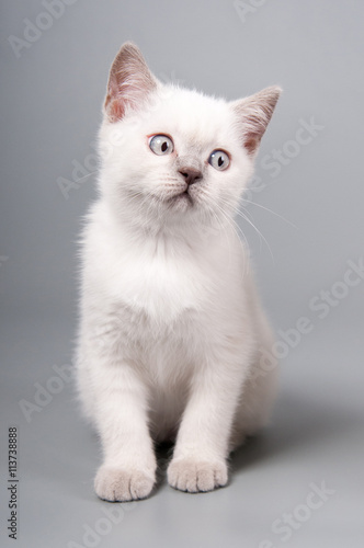 Cute little kitten is sitting on a gray background
