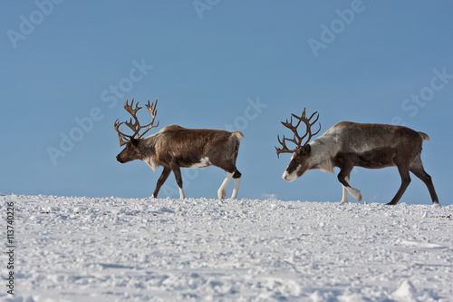 Group of caribou