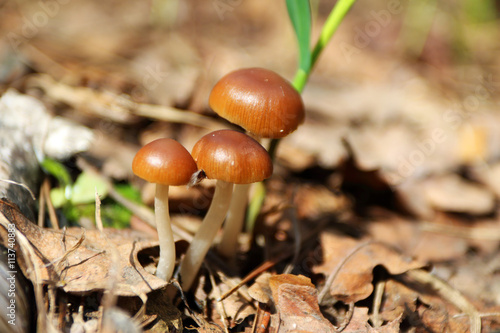 Toadstools in the spring sunny forest photo