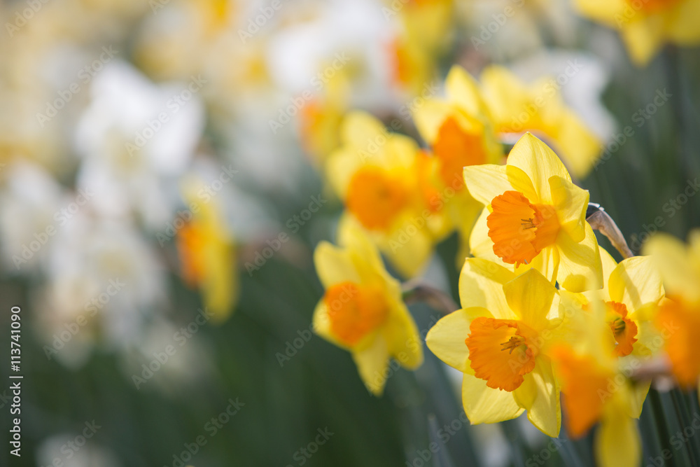 春を告げる花 スイセン 春を告げる花 スイセン