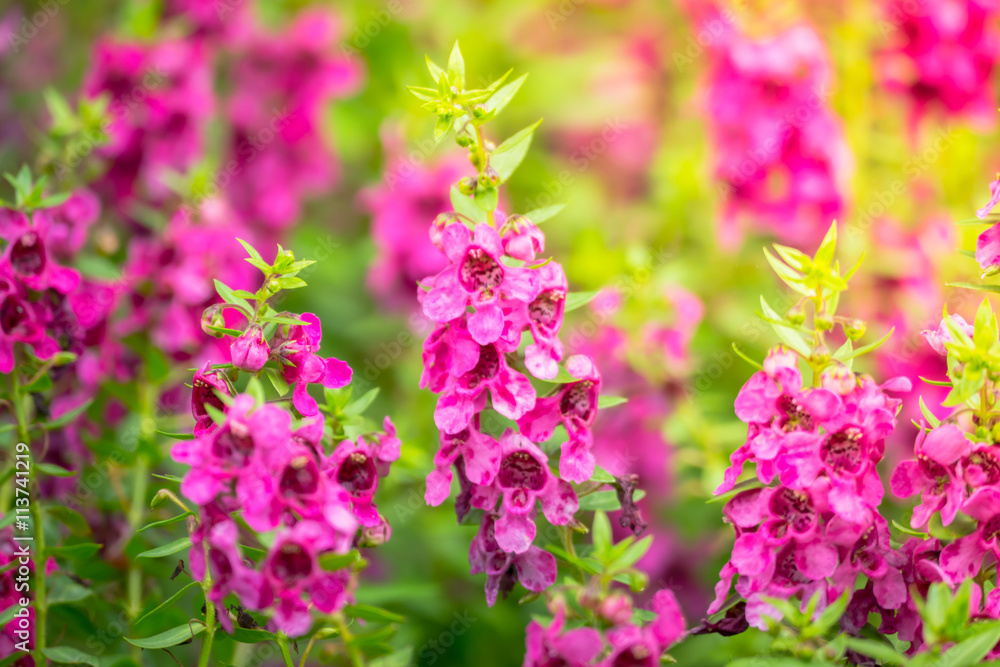 The background image of the colorful flowers The background image of the colorful flowers