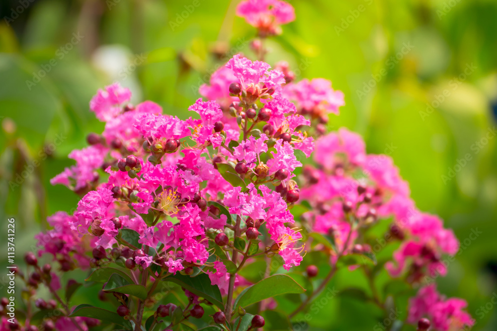 The background image of the colorful flowers The background image of the colorful flowers