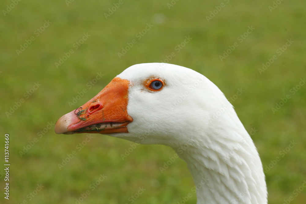 Obraz premium Gans