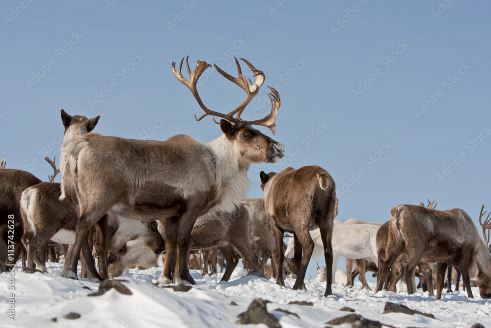 Fototapeta premium Group of caribou