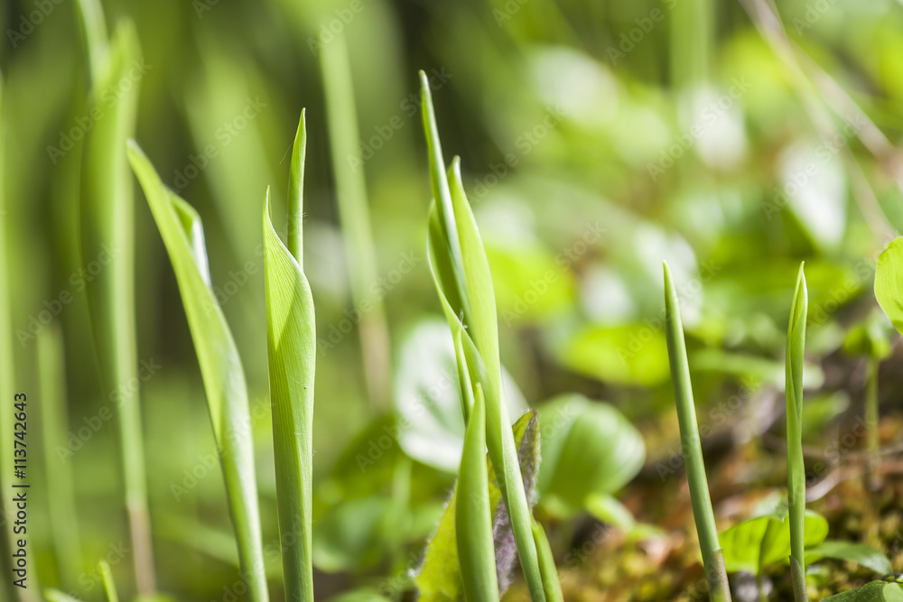 beautiful view spring green grass beautiful view spring green grass