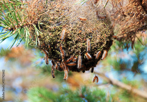 53 Best Chenille Processionnaire Images Stock Photos Vectors Adobe Stock