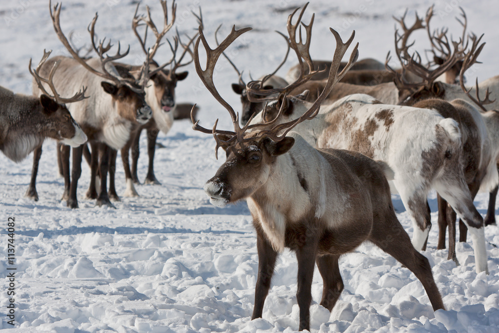 Fototapeta premium Group of caribou