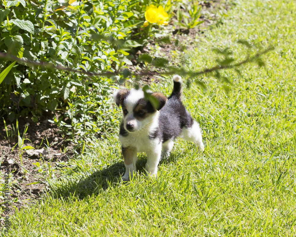 cute puppy outdoors on a sunny day.