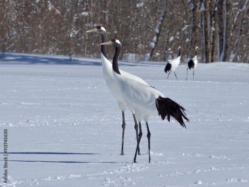 Obraz premium Japanese cranes pair