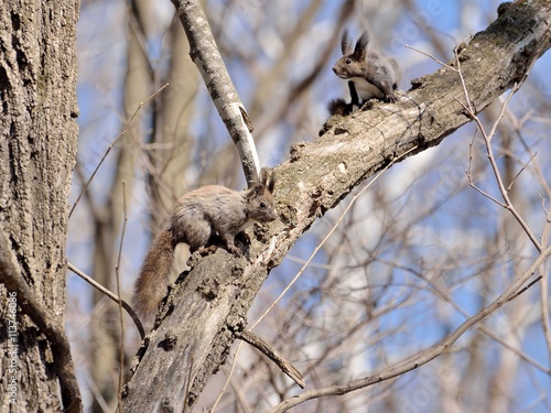 Squirrels in the eary spring forest photo