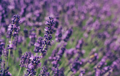 Lavender Field in the summer
