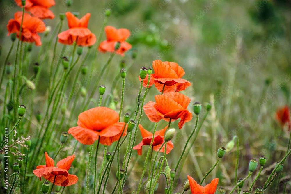red poppy flowers among the grass red poppy flowers among the grass