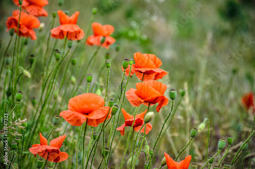 red poppy flowers among the grass