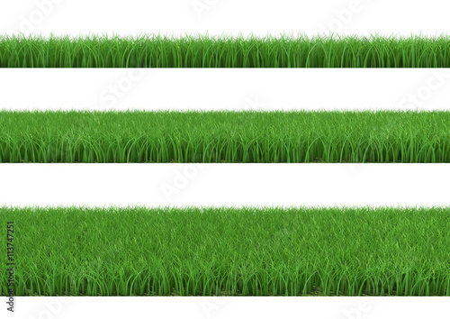 Grass isolated on a white background.