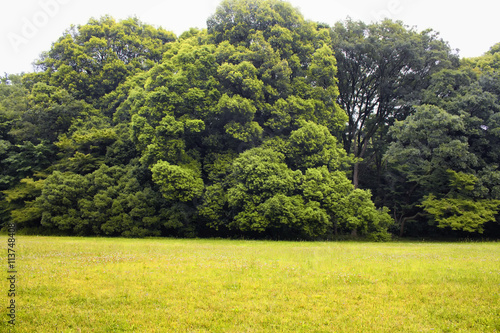 Trees in Yoyogi Park in Tokyo