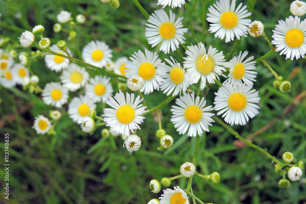 Fototapeta premium Daisies in the field