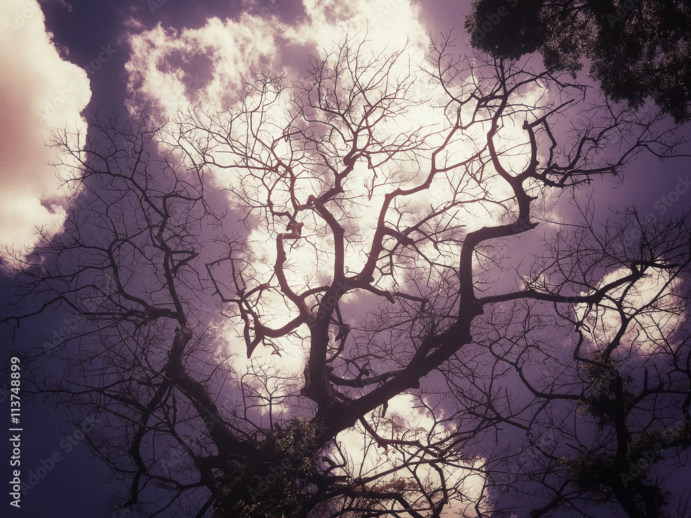 Branches of tree with sky Branches of tree with sky