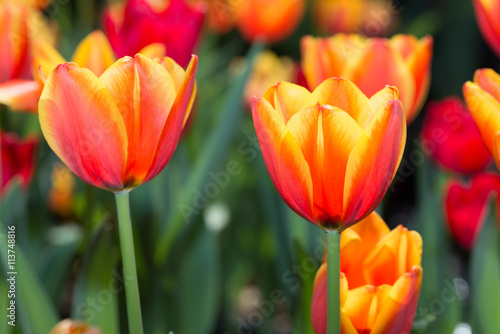 Tulip. Beautiful bouquet of tulips.