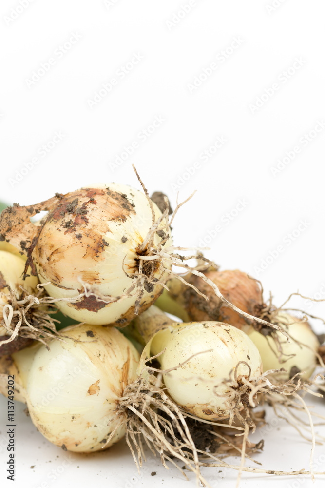 Obraz premium Close up macro young onions with soil