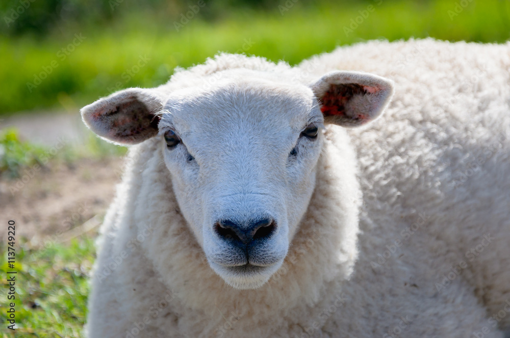 Portrait of a mature sheep from close