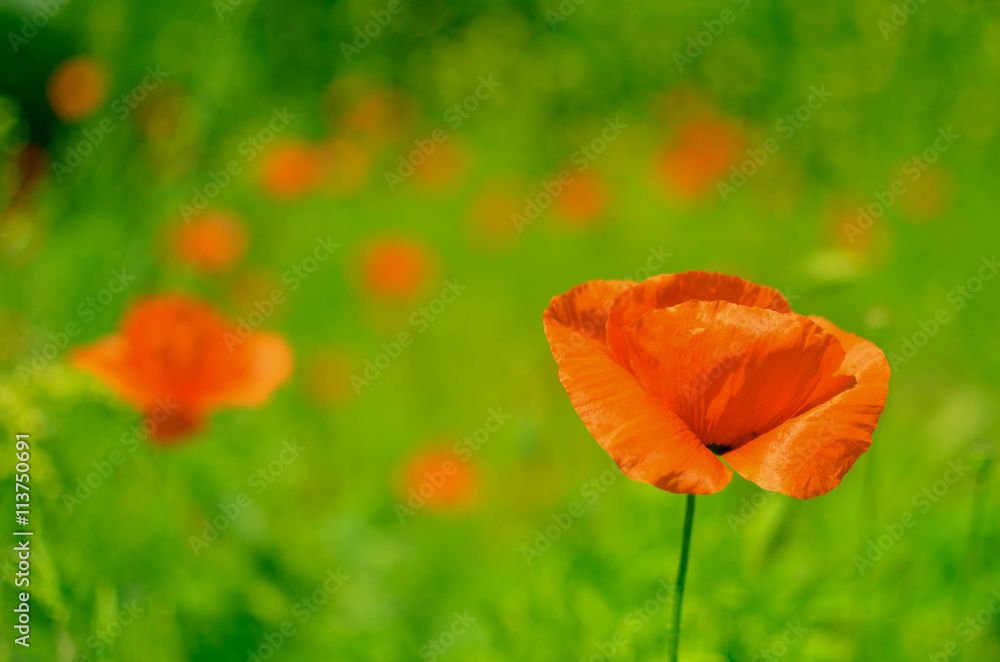 Naklejka premium Red poppy flowers in the oil seed rape fields