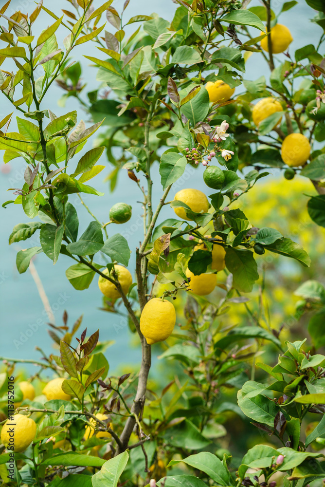 lemon tree