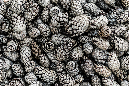 pine cones background