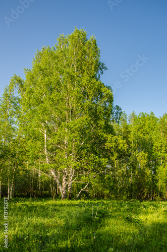 birch forest covered with green foliage .