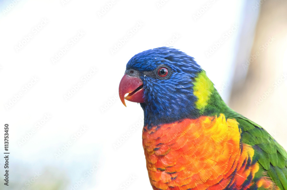 beautiful Rainbow Lorikeet