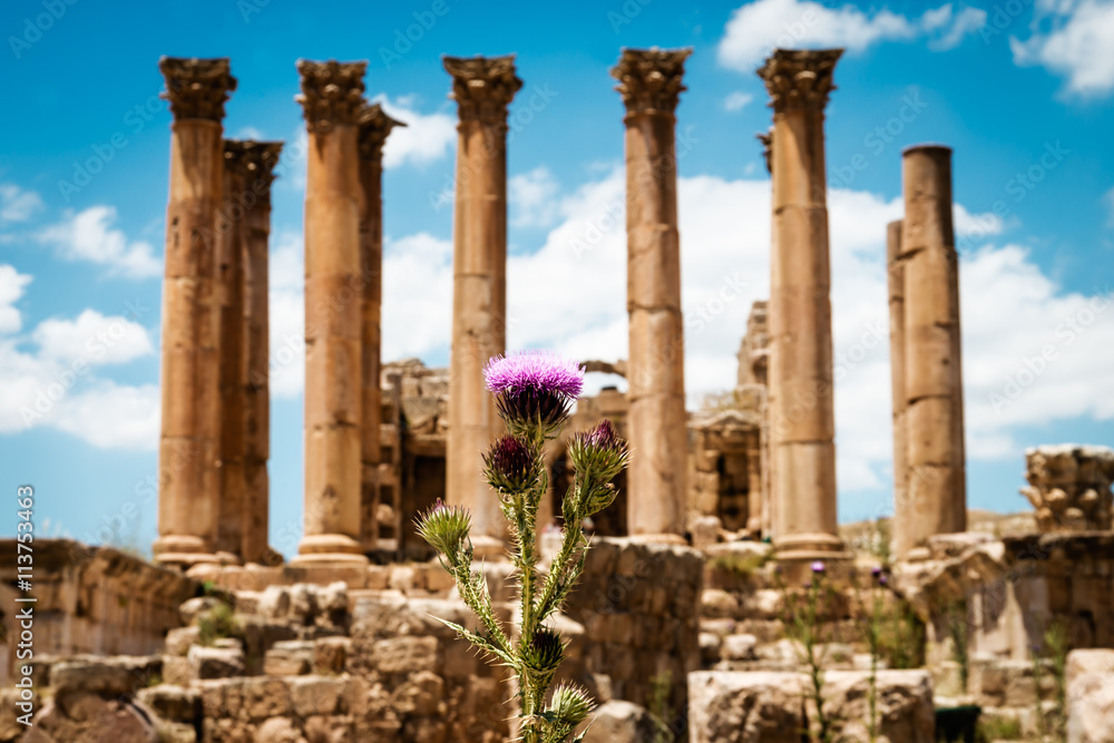 Thistle near the Temple of Artemis in the ancient Roman city of Gerasa,  Jerash, Jordan. Selective focus.