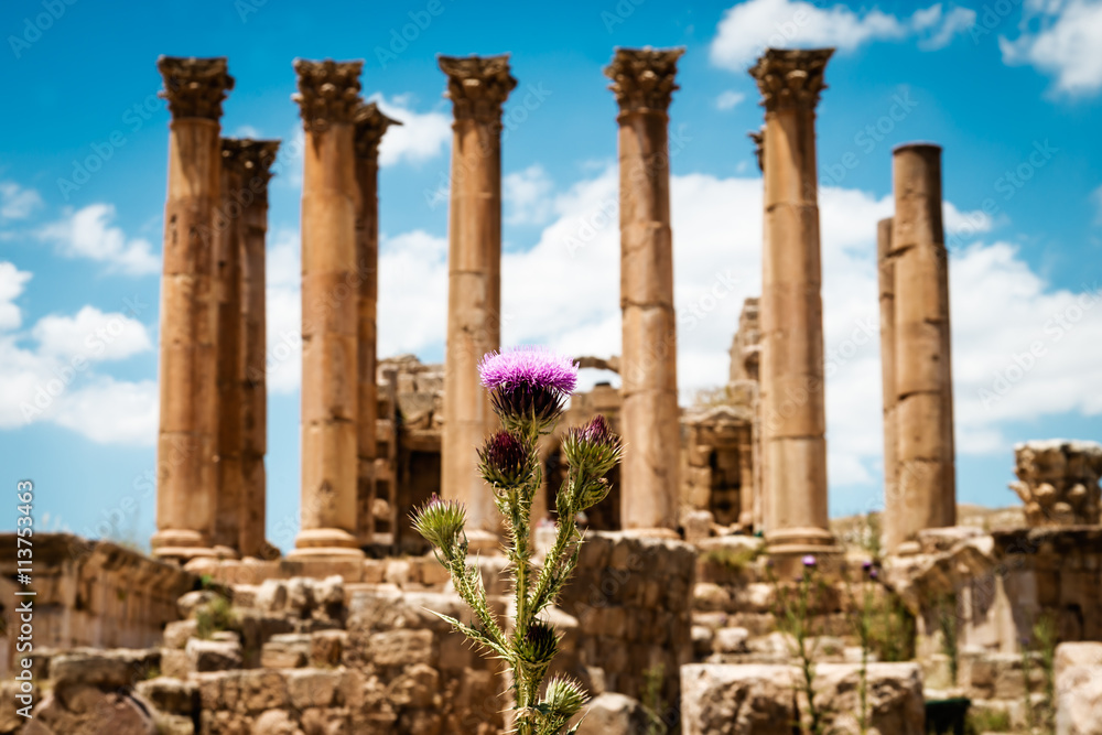 Thistle near the Temple of Artemis in the ancient Roman city of Gerasa, Jerash, Jordan. Selective focus. Thistle near the Temple of Artemis in the ancient Roman city of Gerasa, Jerash, Jordan. Selective focus.