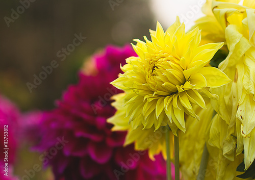 Sunflower photo