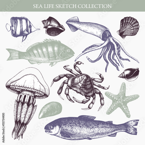 Vector collection of sea life illustrations. Hand drawn sea animals sketch. Vintage sea life elements set - mussels, fish, crab, starfish, squid, jellyfish, shellfish. 