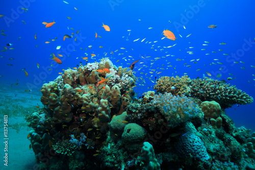 Tropical coral reef and colorful fish in the red sea  © aquapix