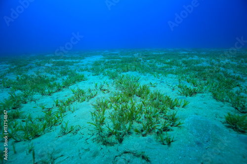 Seagrass plant on the bottom of the red sea 