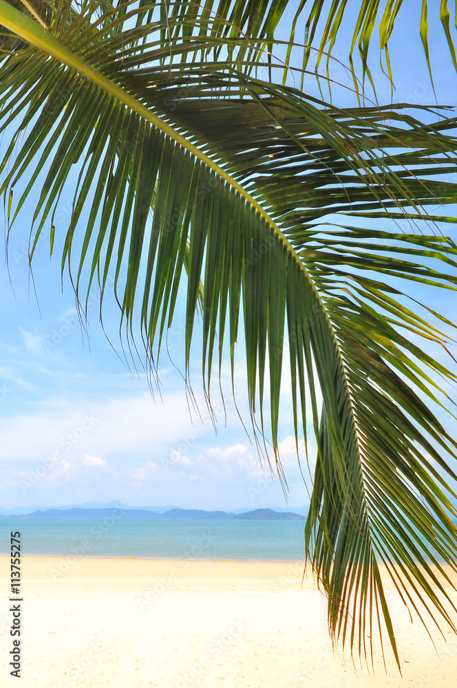 Coconut palm leaves on tropical beach background, happy summer holiday concept