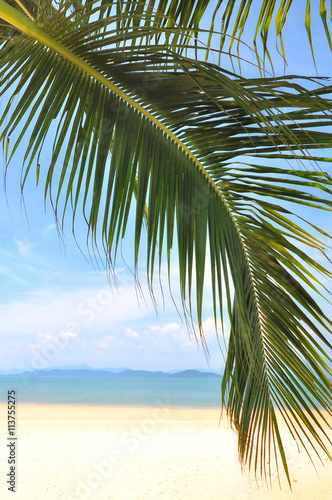 Coconut palm leaves on tropical beach background, happy summer holiday concept
