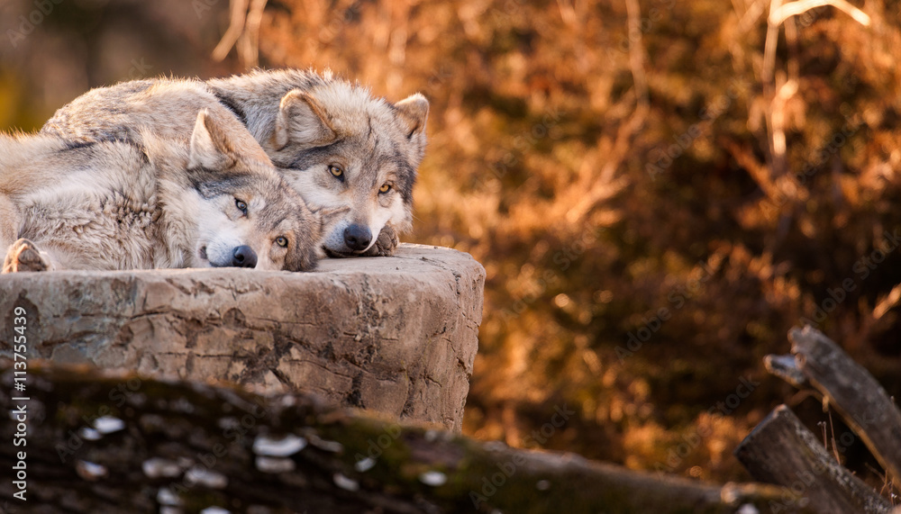 Obraz premium Pair of Mexican gray wolves relaxing on large rock