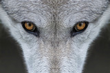 Wild gray wolf eyes in Wyoming