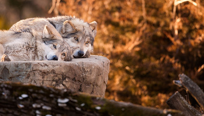 Wandcirkels Wolf Mexicaanse grijze wolven op rots  © gnagel
