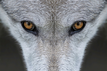 Wandcirkels Wolf Grijze wolf met indringende ogen  © gnagel