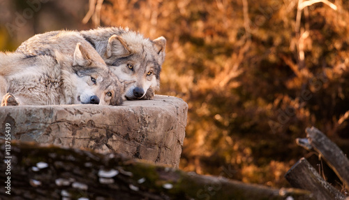 Pair of Mexican gray wolves relaxing on large rock